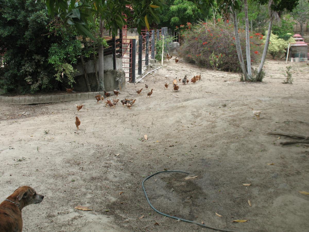Hostel Finca La Gordita Calabazo  Ngoại thất bức ảnh