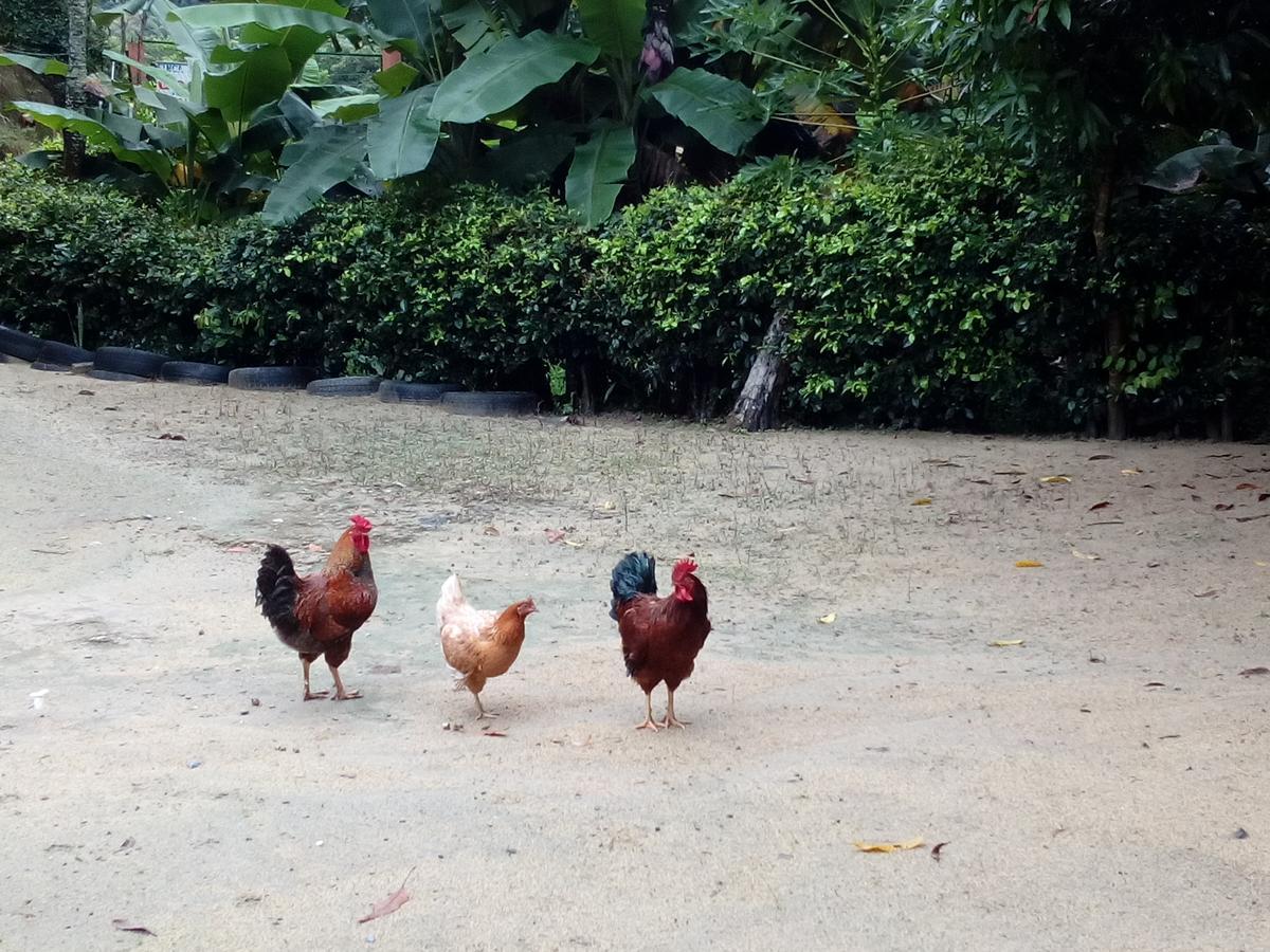 Hostel Finca La Gordita Calabazo  Ngoại thất bức ảnh